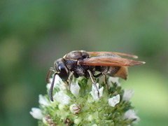 Pachodynerus nasidens