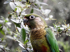 Pyrrhura frontalis