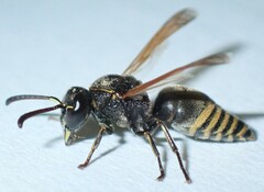 Pachodynerus nasidens