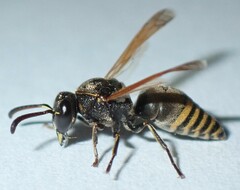 Pachodynerus nasidens