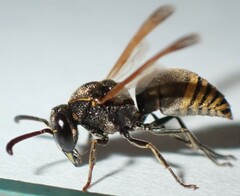 Pachodynerus nasidens