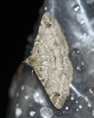 Syneora hemeropa