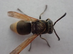 Pachodynerus nasidens