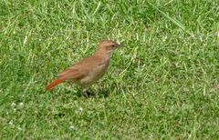 Furnarius rufus