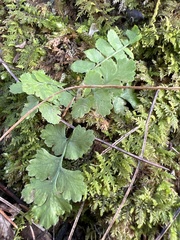 Woodsia obtusa