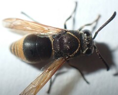 Pachodynerus nasidens