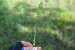 Phyllanthus evanescens