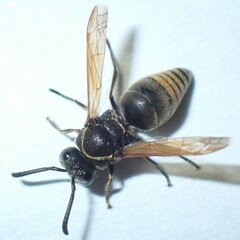 Pachodynerus nasidens