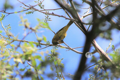 Icterus spurius