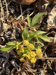 Zizia aurea