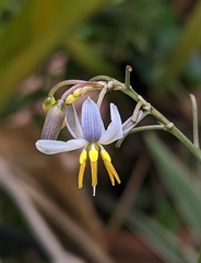 Dianella ensifolia