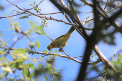 Icterus spurius