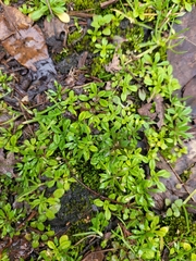 Plantago virginica