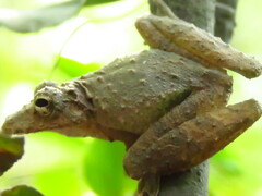 Scinax garbei