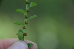 Phyllanthus evanescens