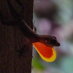 Anolis humilis
