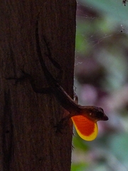 Anolis humilis