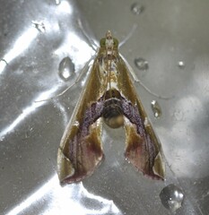 Agathodes ostentalis