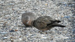 Metriopelia melanoptera