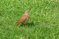 Furnarius rufus