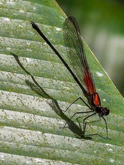 Hetaerina miniata