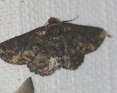 Paradromulia ambigua