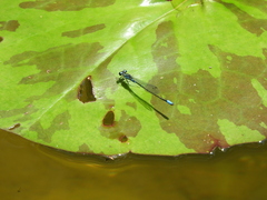 Acanthagrion lancea