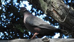 Patagioenas araucana
