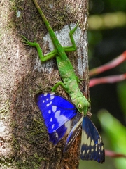 Anolis biporcatus
