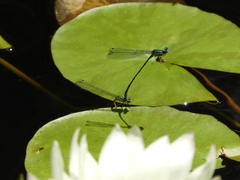 Acanthagrion lancea