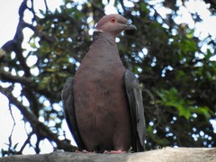 Patagioenas araucana