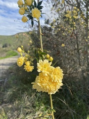 Rosa banksiae