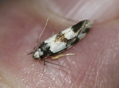 Eulechria triferella