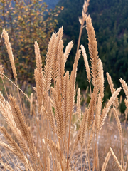 Agropyron fragile