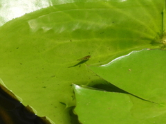 Cnesterodon decemmaculatus