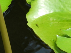 Cnesterodon decemmaculatus