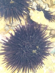 Echinometra lucunter