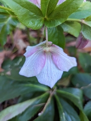 Helleborus
