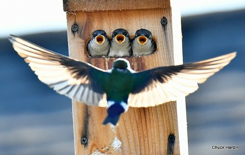 Violet-green Swallow