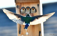Violet-Green Swallow photo 6