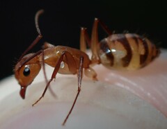 Camponotus zonatus