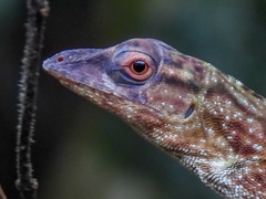 Anolis biporcatus