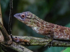 Anolis biporcatus