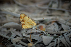 Phyciodes pallescens