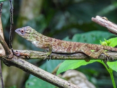 Anolis biporcatus