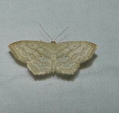 Scopula limboundata