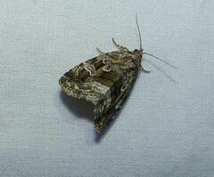 Protodeltote muscosula