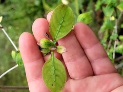 Coprosma foetidissima