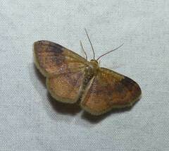 Leptostales ferruminaria