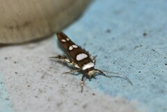 Stathmopoda triselena